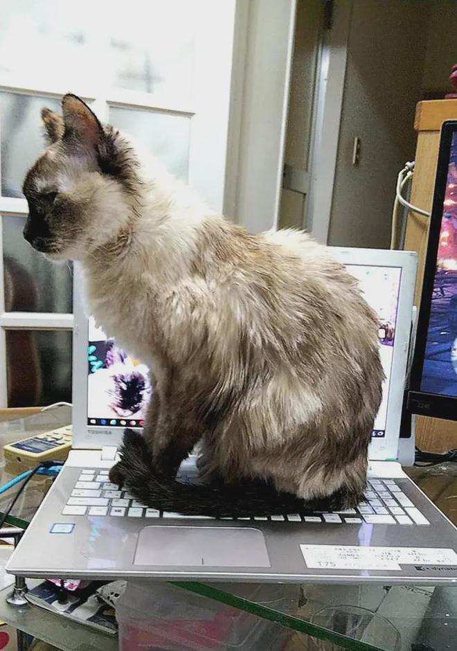 砸10万研发的防猫神器竟被主子当猫窝开元ky棋牌日本程序员大战键盘刺客！(图2)