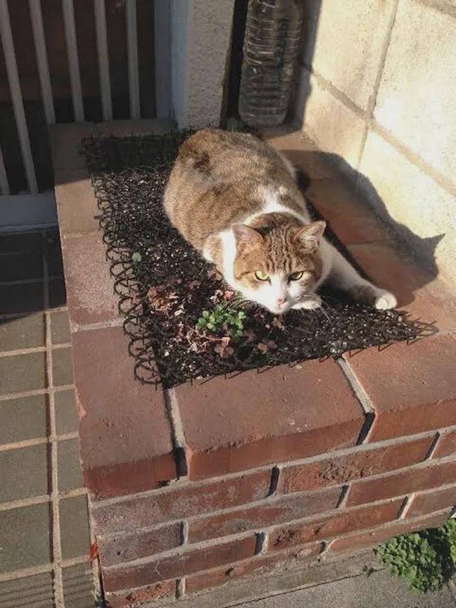 砸10万研发的防猫神器竟被主子当猫窝开元ky棋牌日本程序员大战键盘刺客！(图7)
